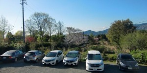 みきのや　窓から山桜を、一望です。