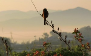 28.5.20.9198 高原のひばり