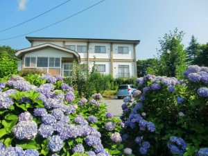 2017.7.22.1635 アジサイ