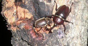 カブトムシCIMG2644 (3)